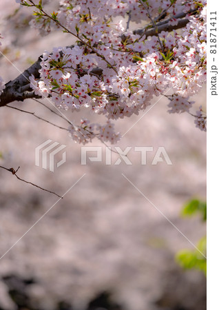 東京都千代田区九段の千鳥ヶ淵の桜 東京都千代田区九段の千鳥ヶ淵の桜 81871411