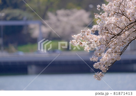 東京都千代田区九段の千鳥ヶ淵の桜 東京都千代田区九段の千鳥ヶ淵の桜 81871413