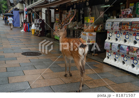 奈良 鹿 シカ 日常 街中 公園 81871507