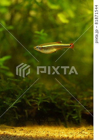 アカヒレ　淡水魚 81871544