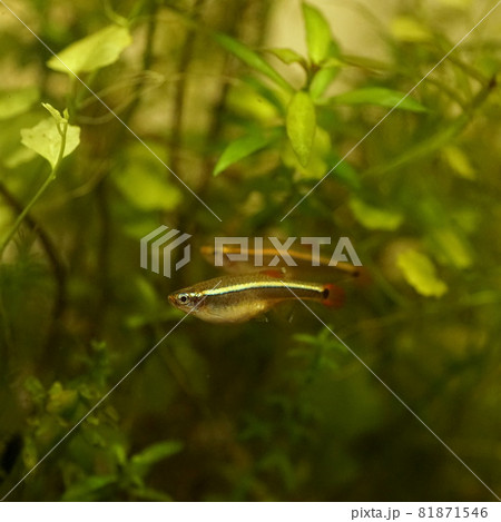 アカヒレ 淡水魚 アカヒレ 淡水魚 81871546