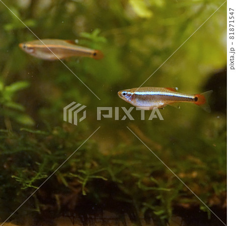 アカヒレ 淡水魚 アカヒレ 淡水魚 81871547