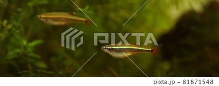 アカヒレ 淡水魚 アカヒレ 淡水魚 81871548