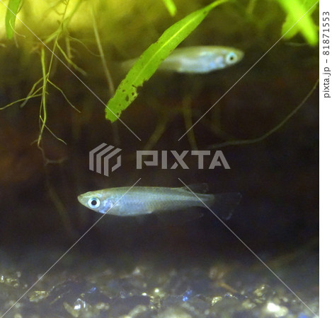 アオメダカ 稚魚 アオメダカ 稚魚 81871553