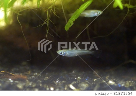 アオメダカ 稚魚 アオメダカ 稚魚 81871554