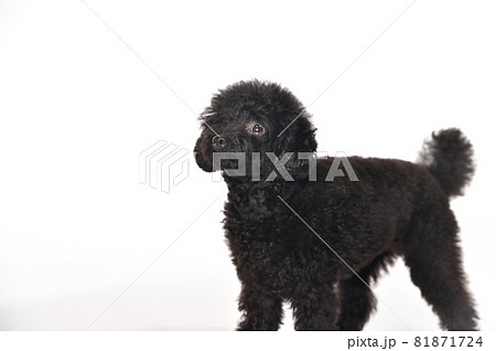 トイプードルのシンプルなポートレート トイプードルのシンプルなポートレート 81871724