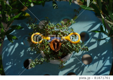 ブタの顔に見える観葉植物プミラ屋外 ブタの顔に見える観葉植物プミラ屋外 81871761
