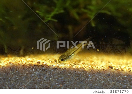 コリドラスピグミー 淡水魚 コリドラスピグミー 淡水魚 81871770