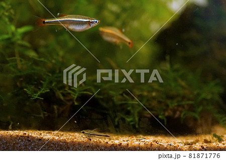 アカヒレ 淡水魚 アカヒレ 淡水魚 81871776