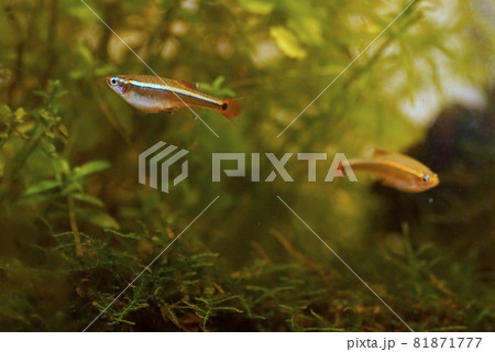 アカヒレ 淡水魚 アカヒレ 淡水魚 81871777