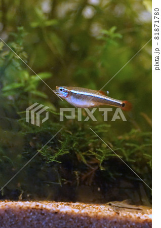 アカヒレ 淡水魚 アカヒレ 淡水魚 81871780