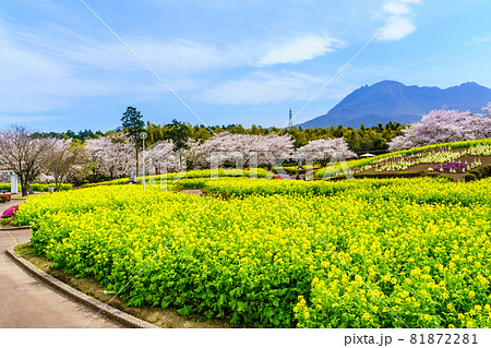 有明の森フラワー公園 菜の花と桜 【長崎県島原市】 有明の森フラワー公園 菜の花と桜 【長崎県島原市】 81872281