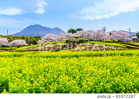 有明の森フラワー公園　菜の花と桜　【長崎県島原市】 81872287