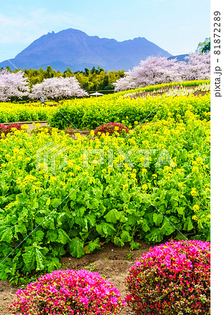 有明の森フラワー公園　菜の花と桜　【長崎県島原市】 81872289