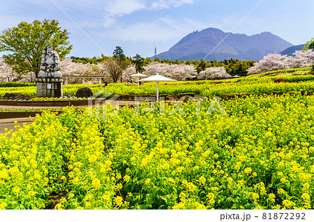 有明の森フラワー公園　菜の花と桜　【長崎県島原市】 81872292
