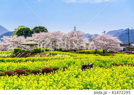 有明の森フラワー公園　菜の花と桜　【長崎県島原市】 81872295