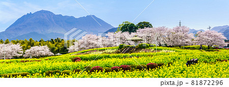 有明の森フラワー公園　菜の花と桜　パノラマ　【長崎県島原市】 81872296
