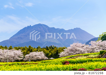 有明の森フラワー公園　菜の花と桜　【長崎県島原市】 81872298