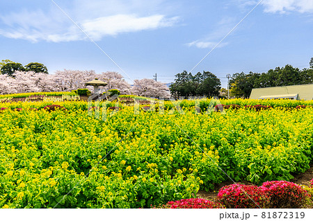 有明の森フラワー公園 菜の花と桜 【長崎県島原市】 有明の森フラワー公園 菜の花と桜 【長崎県島原市】 81872319