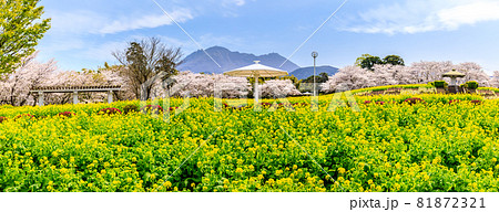 有明の森フラワー公園 菜の花と桜 パノラマ 【長崎県島原市】 有明の森フラワー公園 菜の花と桜 パノラマ 【長崎県島原市】 81872321