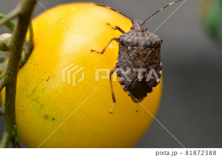 ミニトマトとクサギカメムシ ミニトマトとクサギカメムシ 81872388