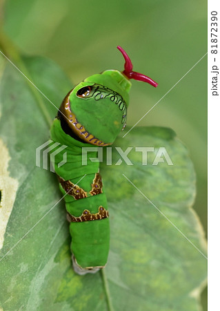 レモンの葉とアゲハ蝶の幼虫の写真素材 レモンの葉とアゲハ蝶の幼虫の写真素材