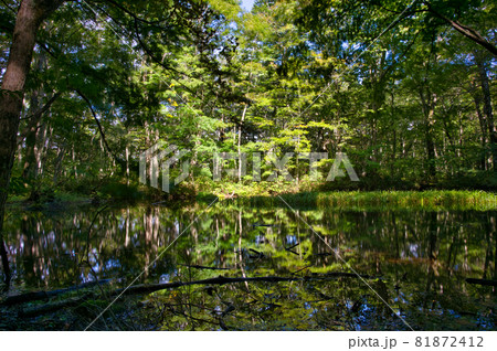 青森県八甲田　蔦七沼の鏡沼の風景 81872412