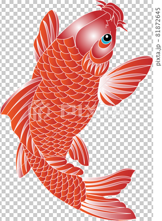 鮮やかな鯉 鮮やかな鯉 81872645
