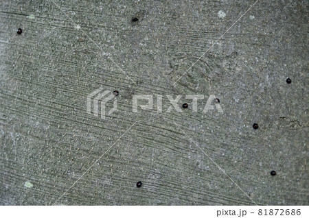 木の幹に群がる二つ星テントウムシ 木の幹に群がる二つ星テントウムシ 81872686