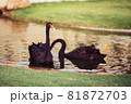 Couple black swan in the lake  81872703