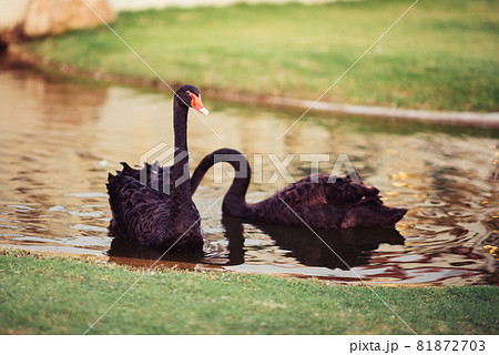 Couple black swan in the lake Couple black swan in the lake 81872703