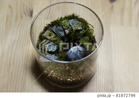 石の階段のある苔テラリウム　上からの写真 81872796