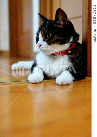 床でリラックスしている猫 床でリラックスしている猫 81872811