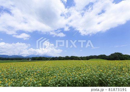 ひまわりのある風景 ひまわりのある風景 81873191