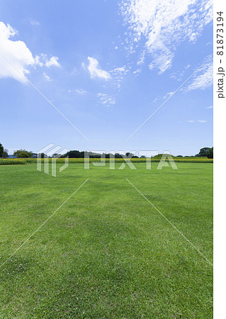 芝生と向日葵の風景 芝生と向日葵の風景 81873194