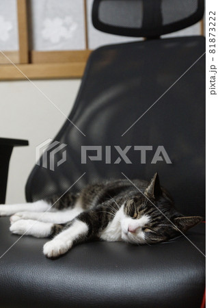 ゲーミングチェアで眠る猫 81873222