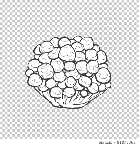 Nameko Japanese style hand-drawn line art illustration 81873368