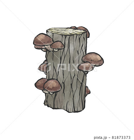 原木栽培シイタケの和風手描きイラスト 81873373