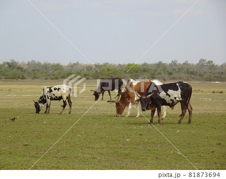 【マダガスカル】美しい草原と放牧されている牛たち 【マダガスカル】美しい草原と放牧されている牛たち 81873694