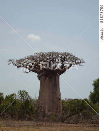 アンダソニア グランディディエリ バオバブノキ Adansonia  Grandidieri(観葉植物)｜売買されたオークション情報、yahooの商品情報をアーカイブ公開 - オークファン -  観葉植物（vbcapital.com.br）