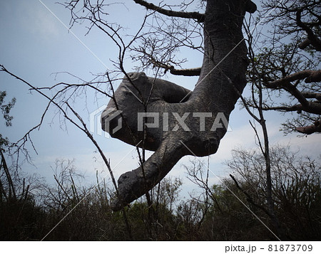 【マダガスカル】ユニークな形をしたバオバブの木の枝(アンドンビリー) 【マダガスカル】ユニークな形をしたバオバブの木の枝(アンドンビリー) 81873709
