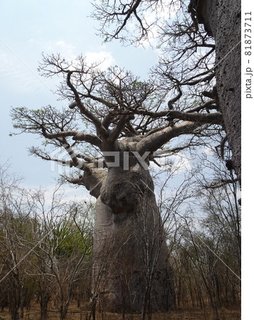 【マダガスカル】ユニークな形をしたバオバブの木(アンドンビリー) 【マダガスカル】ユニークな形をしたバオバブの木(アンドンビリー) 81873711