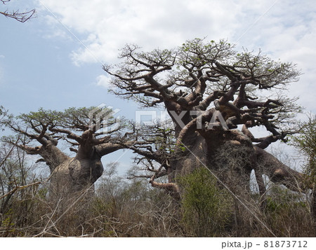 【マダガスカル】ユニークな形をした二本のバオバブの木（アンドンビリー） 81873712