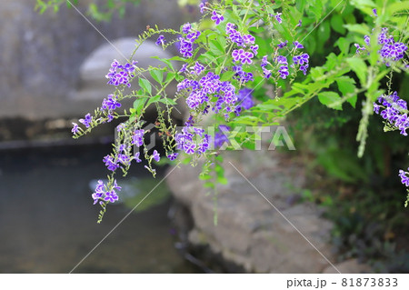 水辺のデュランタの花 81873833