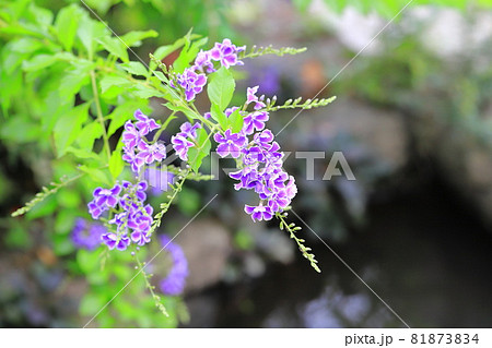 水辺のデュランタの花の写真素材