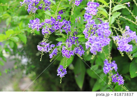 水辺のデュランタの花 81873837