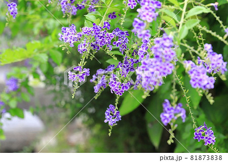 水辺のデュランタの花 水辺のデュランタの花 81873838