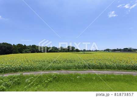 ひまわりのある風景 ひまわりのある風景 81873857