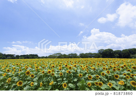 ひまわりのある風景 ひまわりのある風景 81873860