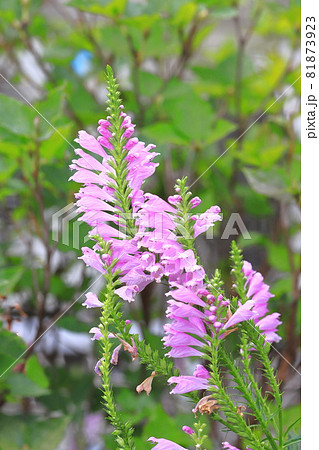 満開の花虎ノ尾 ハナトラノオ の花の写真素材